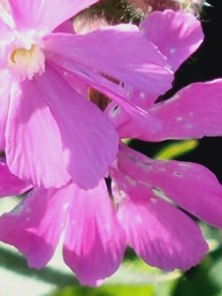 Red Campion 