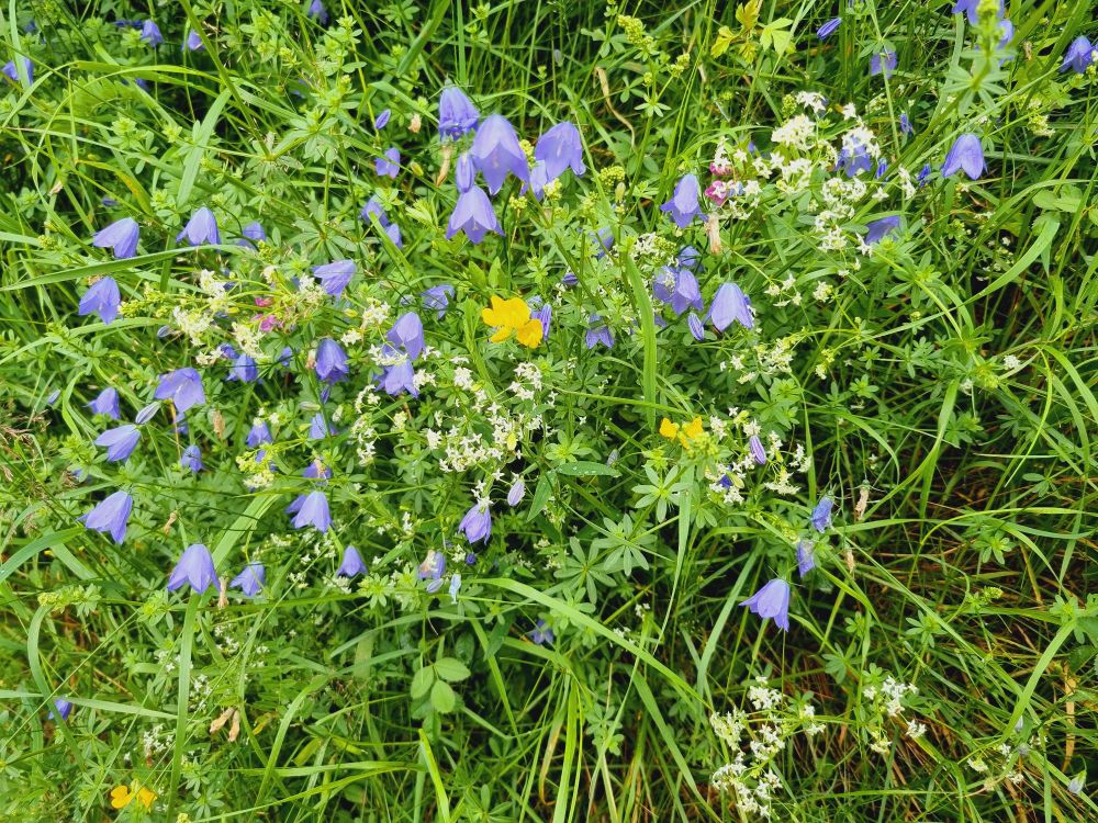 Harebells