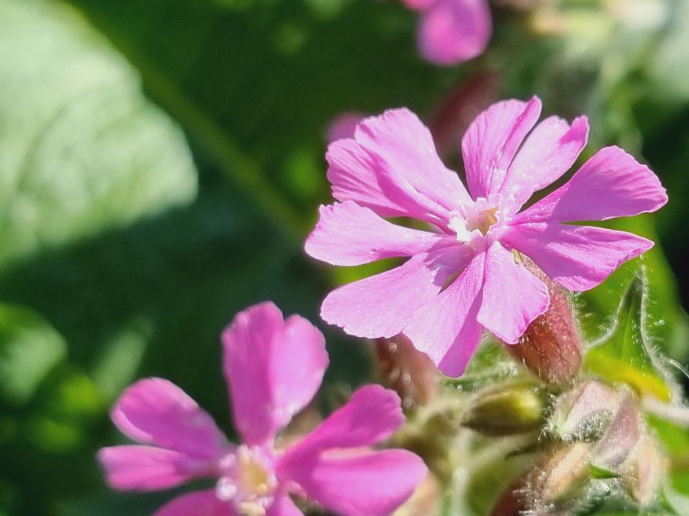 Red Campion 