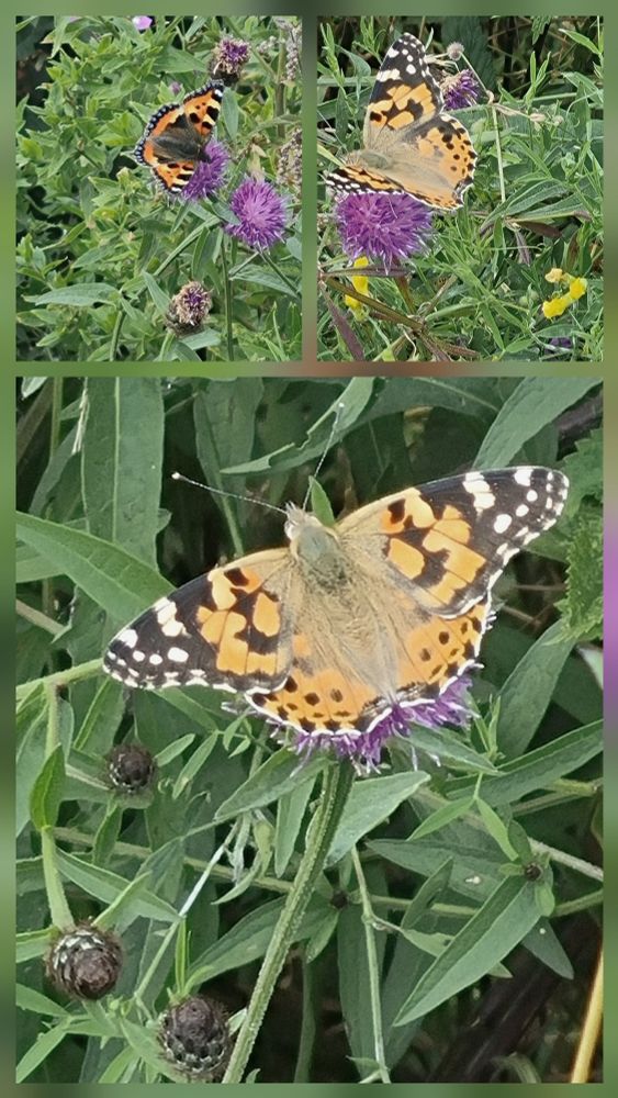 Painted Lady and Tortoiseshell with Knapweed