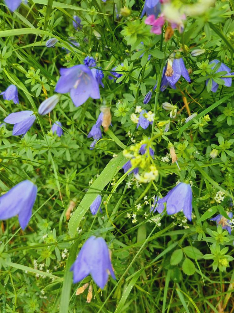 Harebells