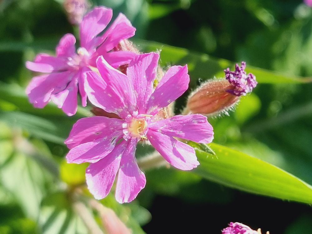 Red Campion 