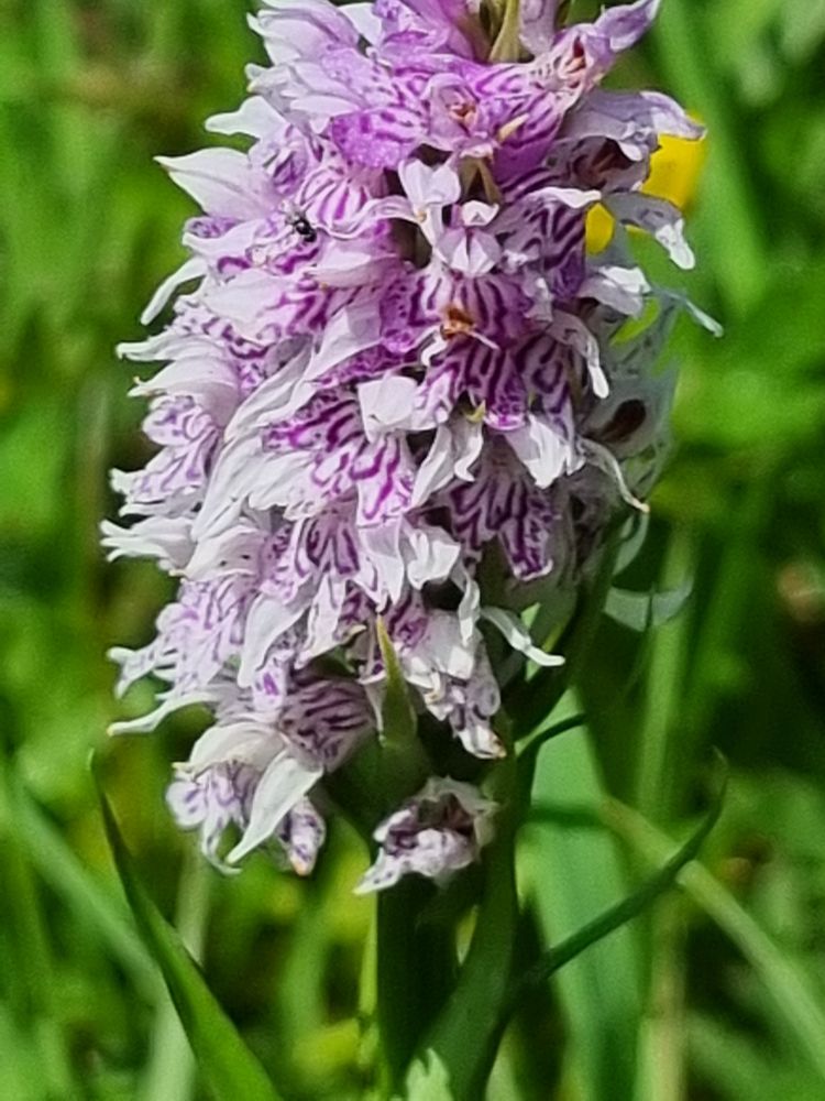 Spotted Orchid 