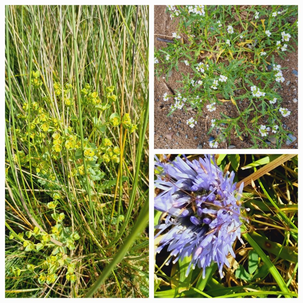 Spurge, Sea Kale and Sheep's BIt