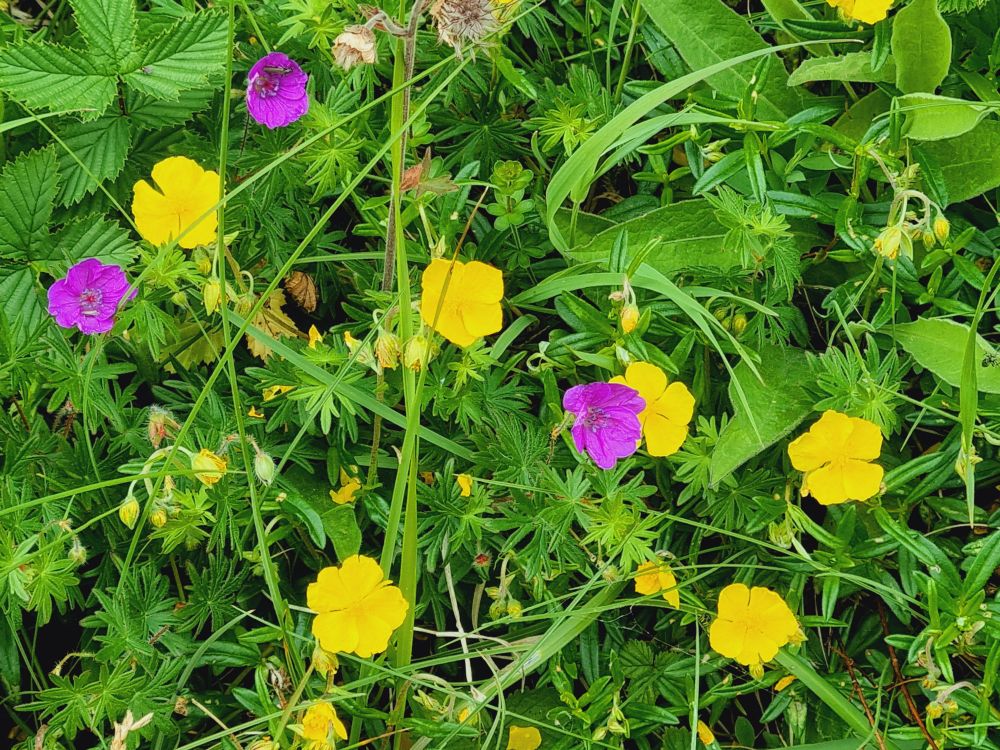 Rock roses and Bloody Cranesbill 