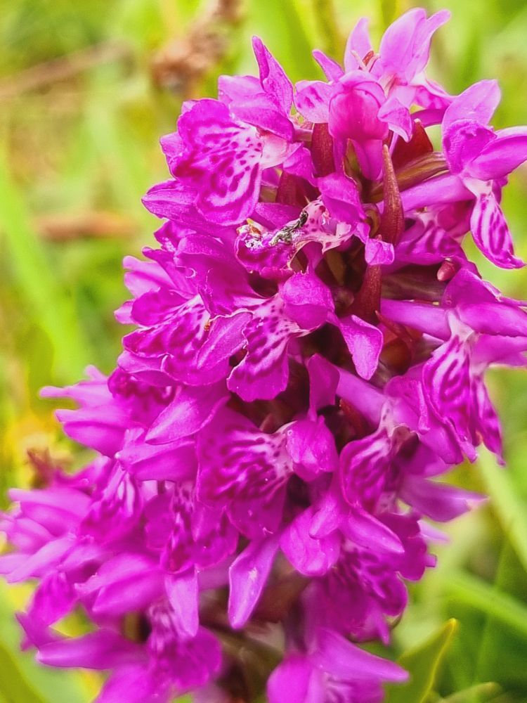 Early Purple Orchid 