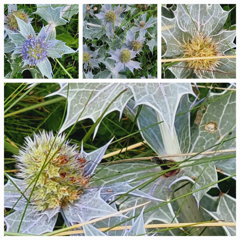 Sea holly