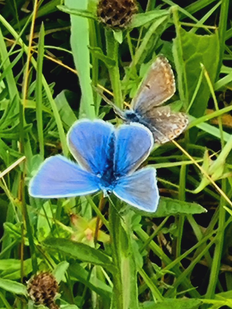Blue Butterflies
