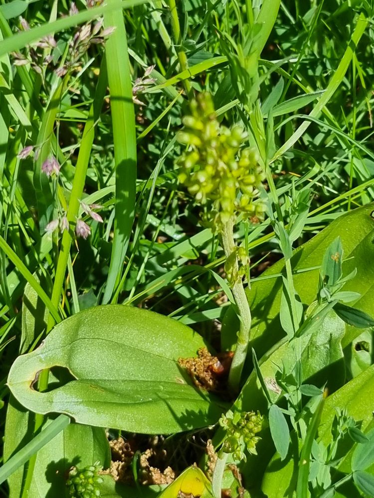 Twayblade 