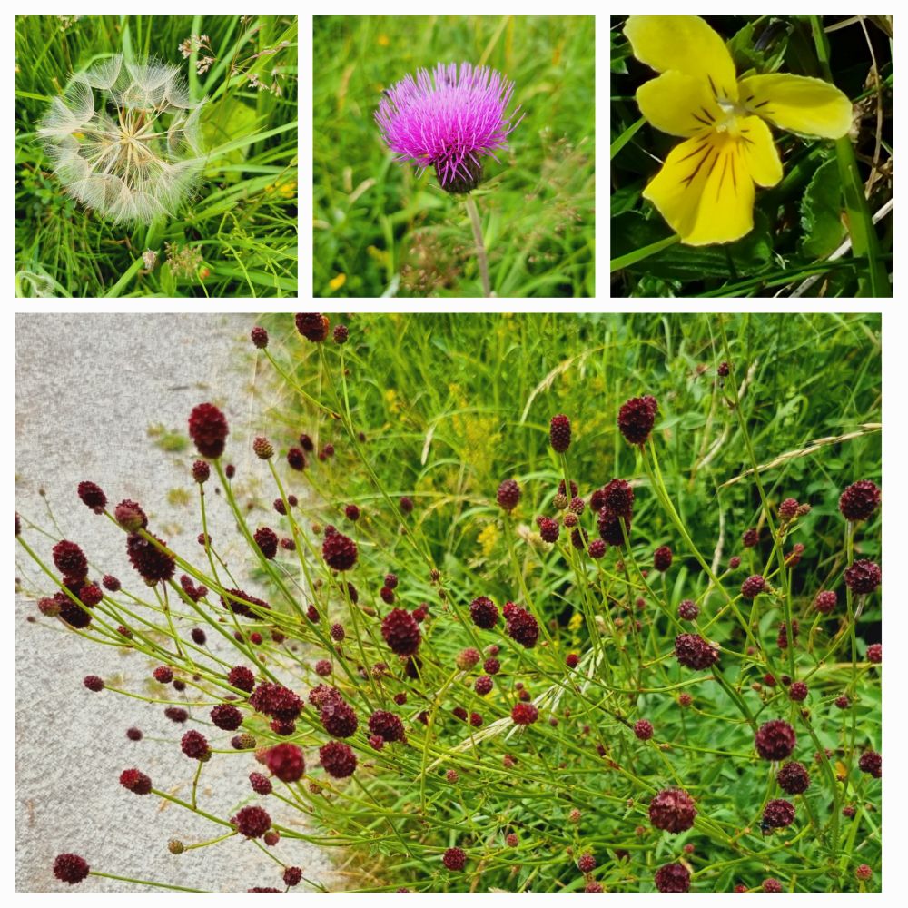 Hawkbit, Melancholy Thistle, Pansy, Burnet.