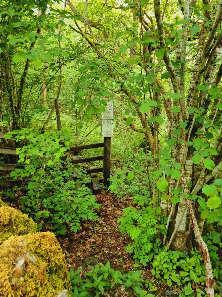 Looking into the woodland 