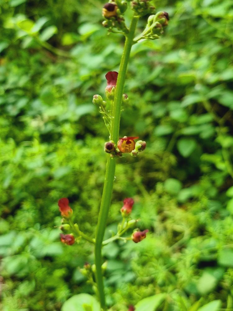 Figwort 