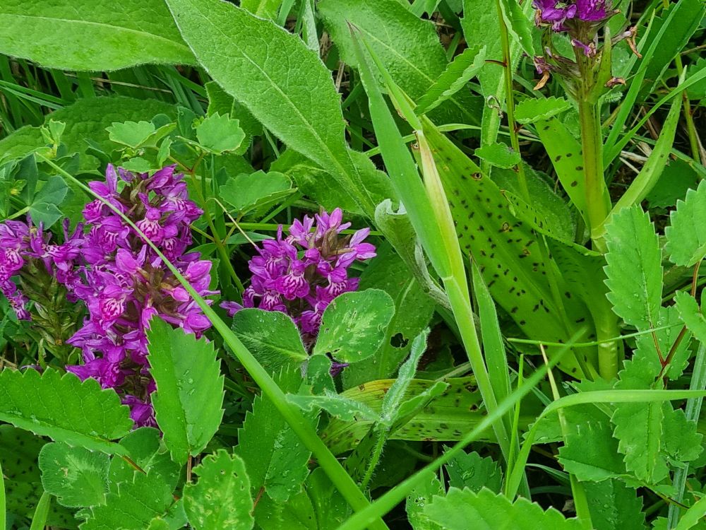 Northern Marsh Orchid 