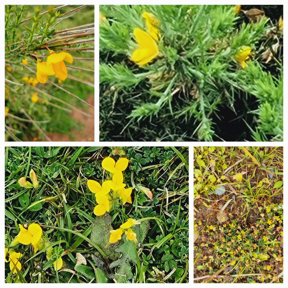 Broom,Gorse, Birds Foot. Hop Trefoil 