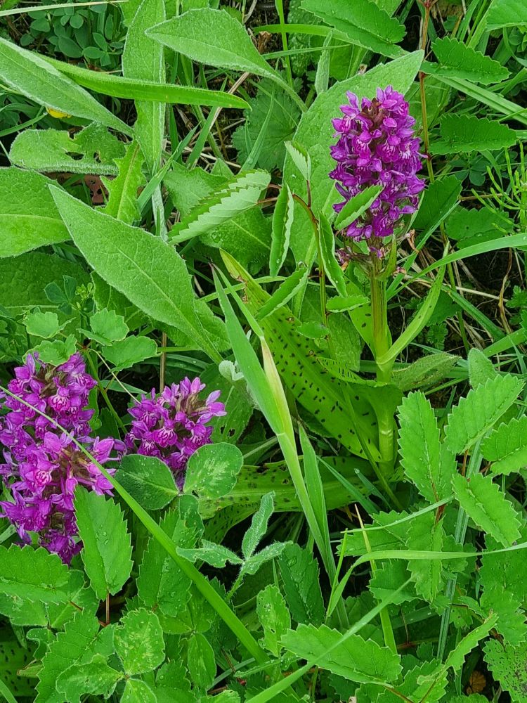 Northern Marsh Orchid 
