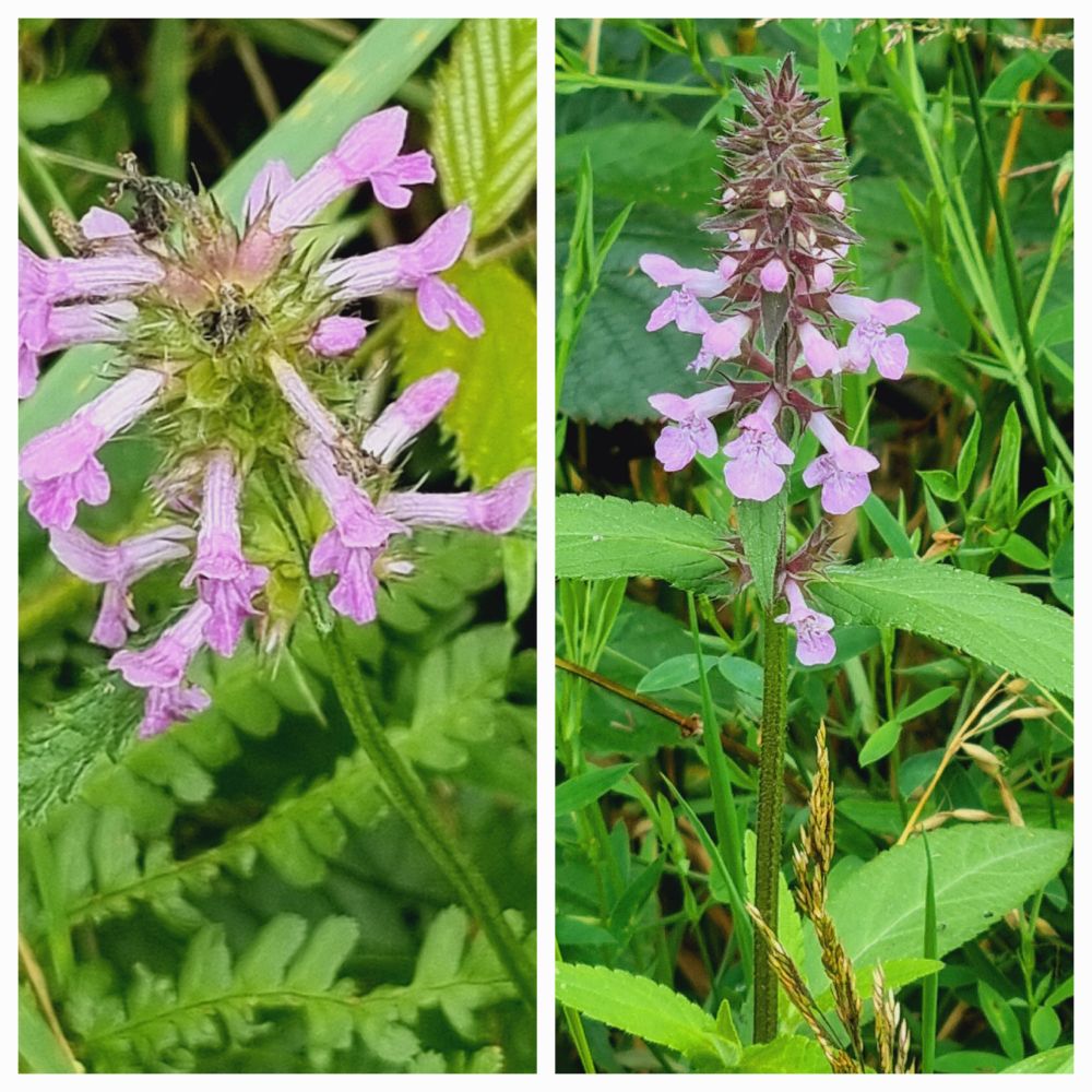 Betony and Marsh Woundwort 