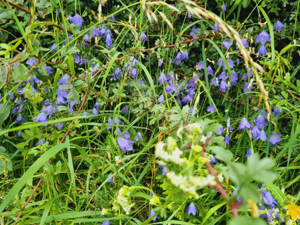 Harebells