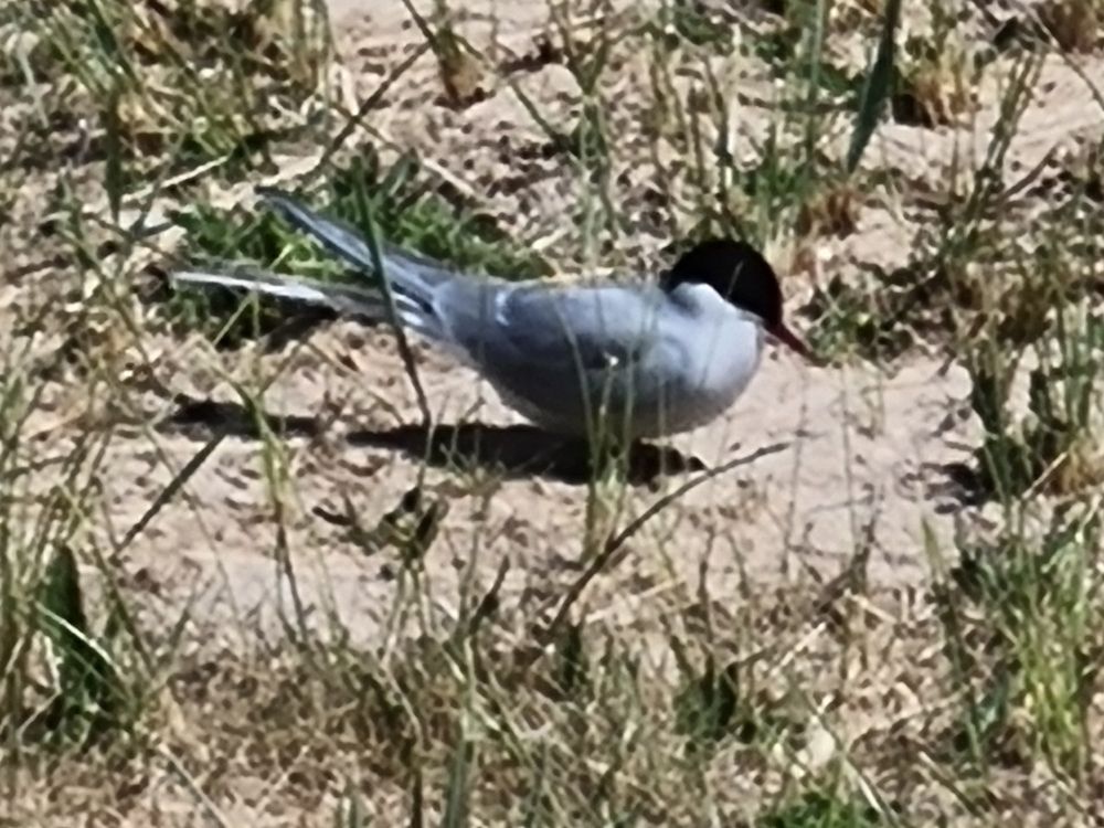 Arctic Tern