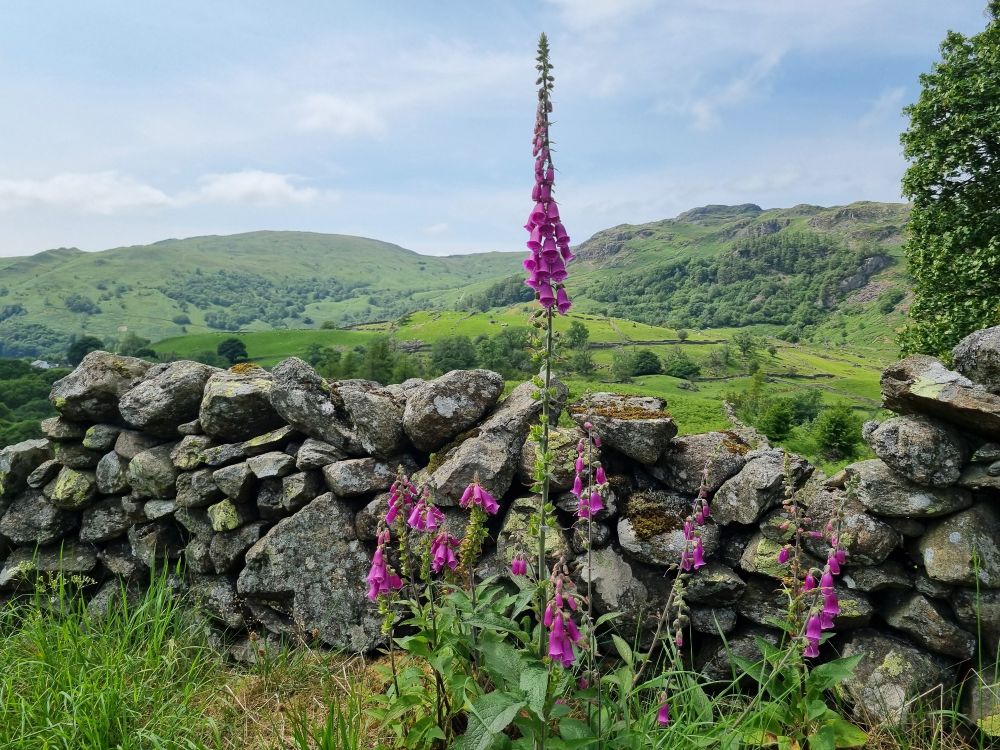 Looking across the fells with dry stone wall and foxglove 