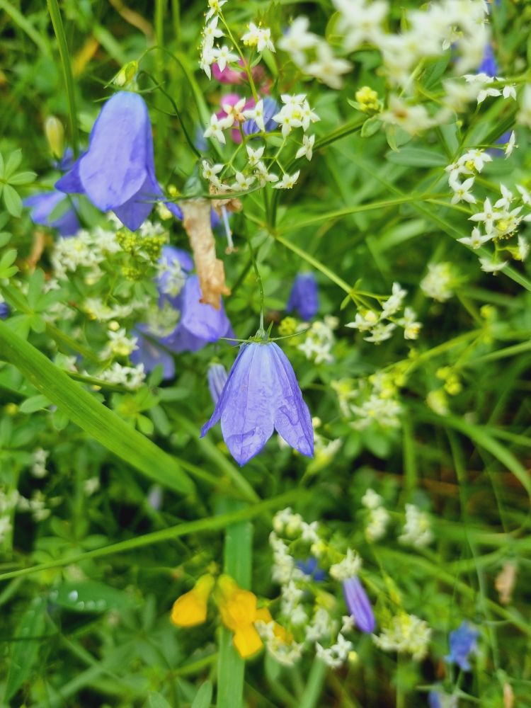 Harebell,hedge bedstraw and vatch