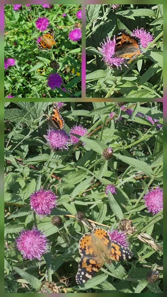 Knapweed Painted Lady and Tortoiseshell 