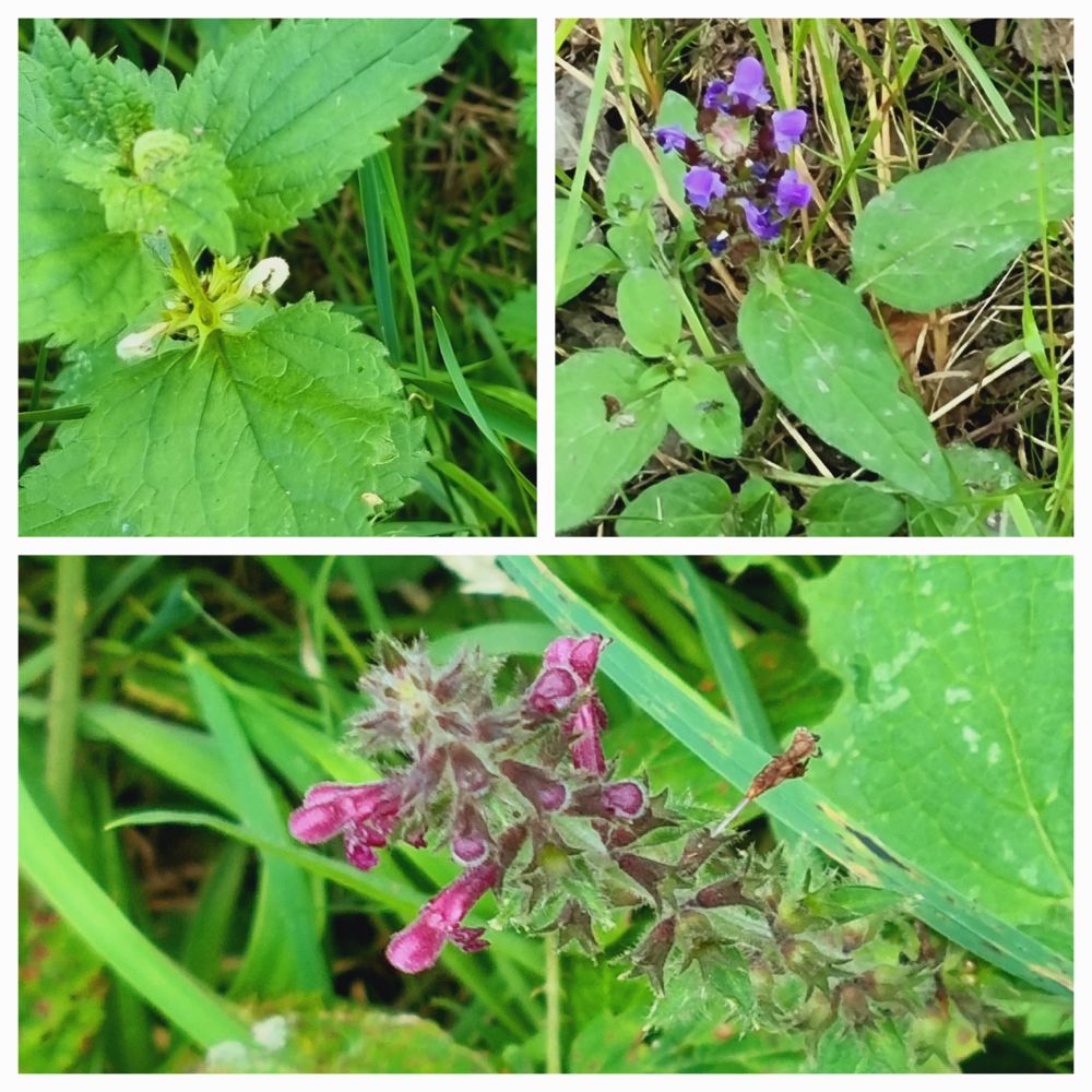 White Dead Nettle,Selfheal and Woodwoundwort 