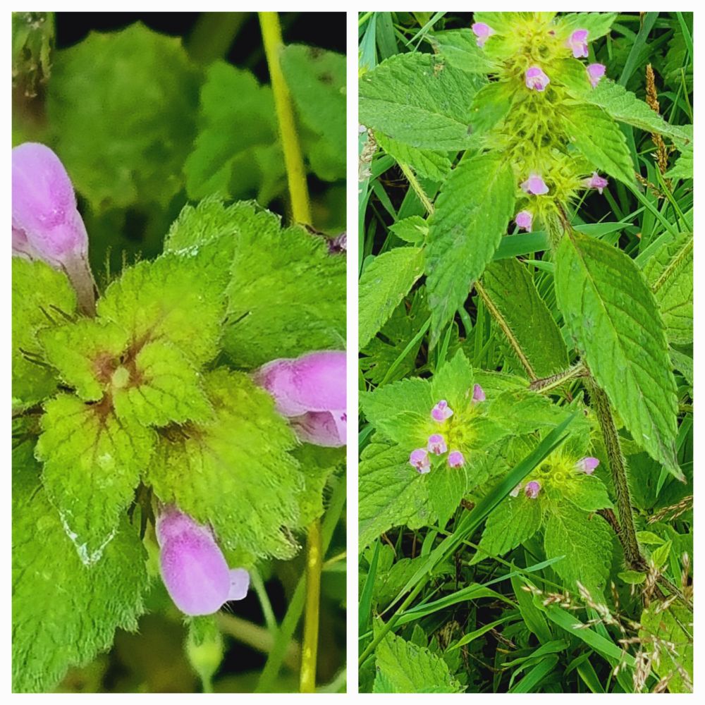 Red Dead Nettle and Hemp Nettle 