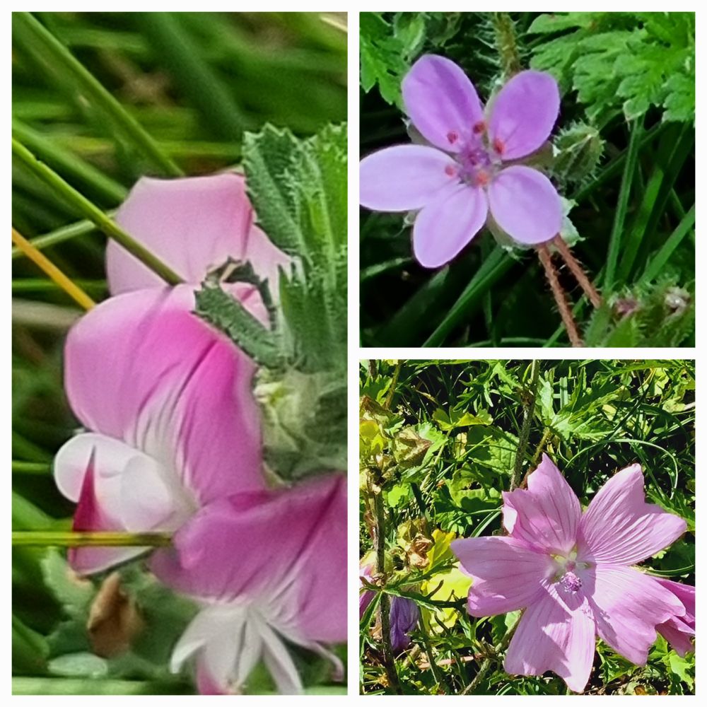 Restharrow. Storks Bill, Mallow.
