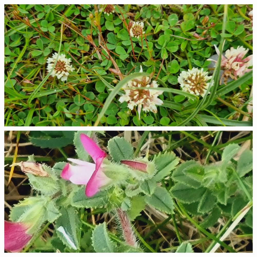 White Clover, Restharrow