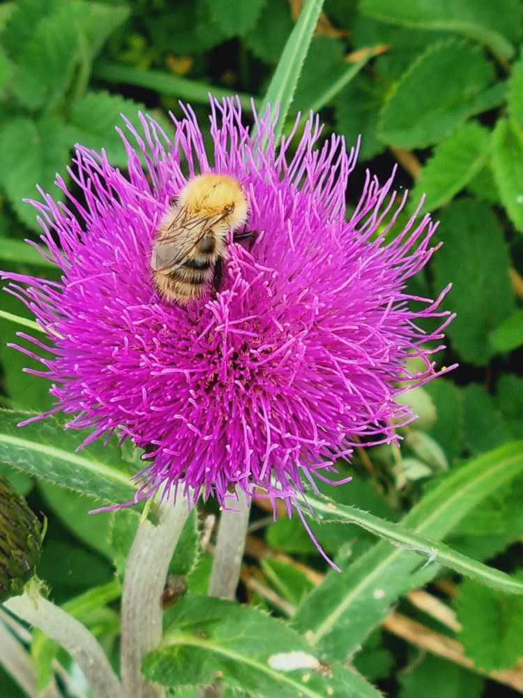Bee on Melancholy Thistle 