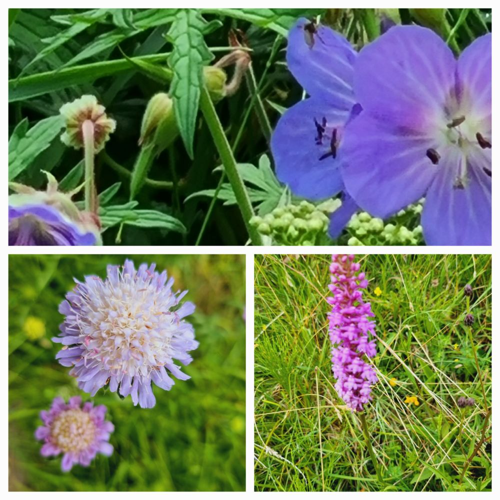 Cranesbill,  Scabious, Frangrant Orchid.