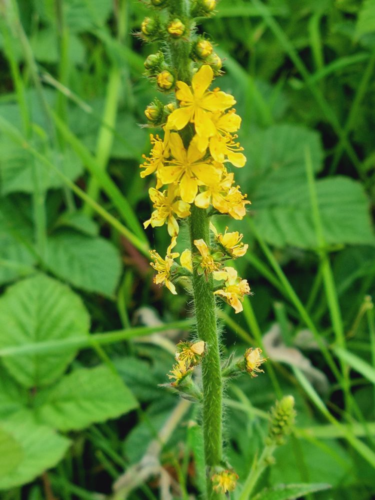 Agrimony 