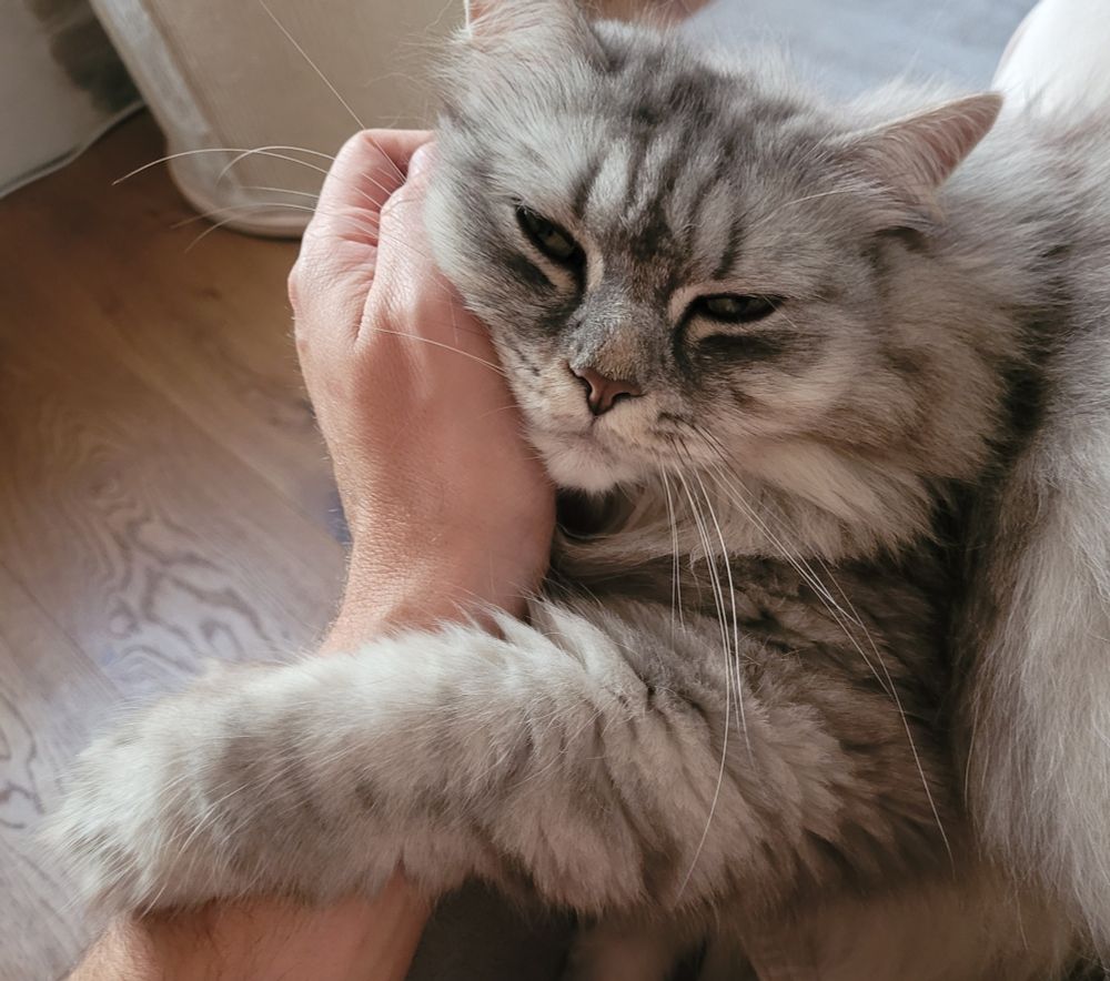 Kater, wurd gekauft, er hält Hand/Arm fest