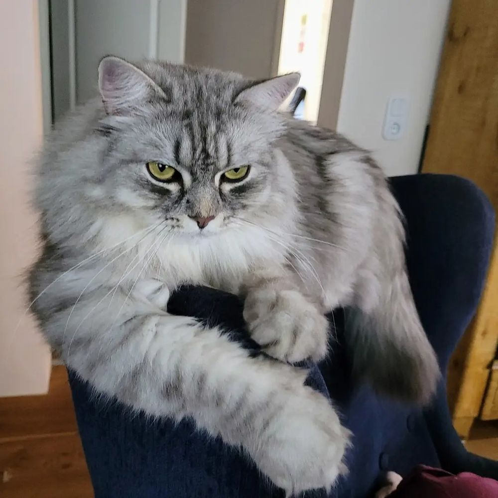 Kater auf der Rückenlehne eines Sessels