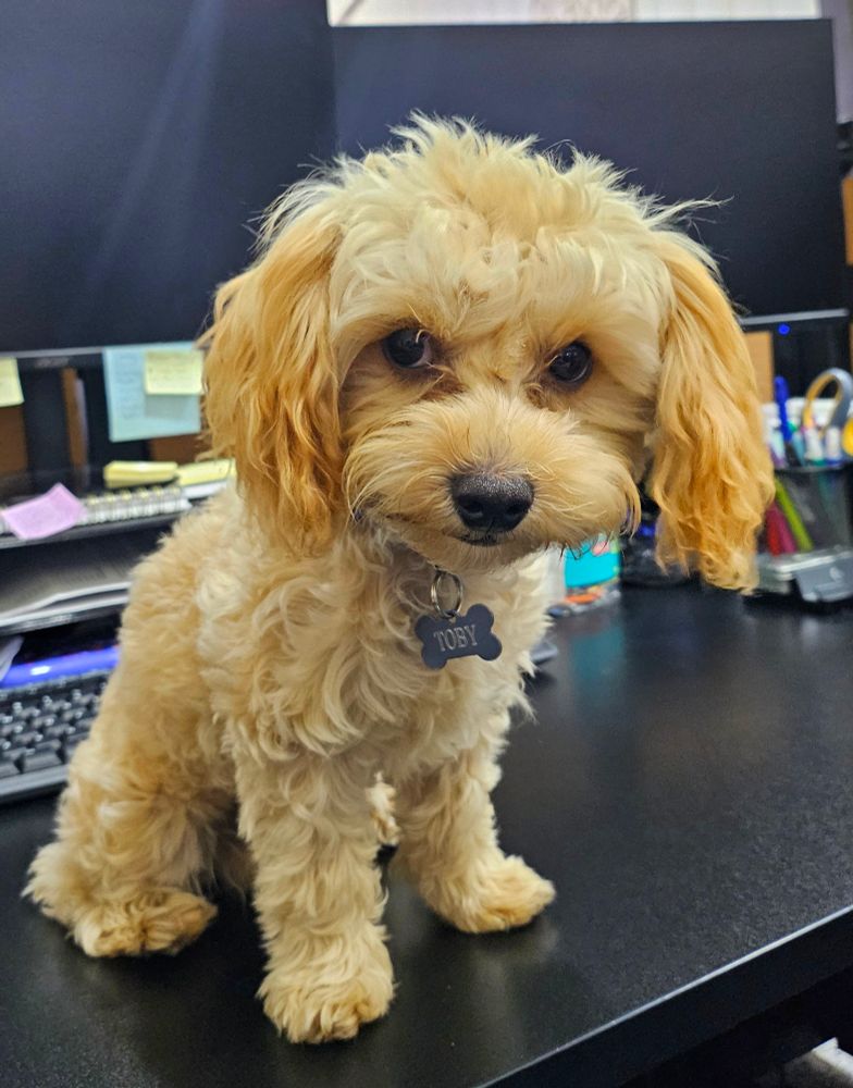 Tiny puppy gives an epically judgmental glare. 