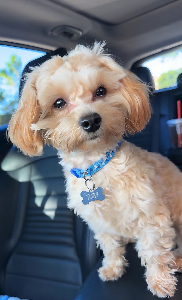 Adorable golden teddy bear dog looks at the camera with a lock of mustache fur sticking out on one side