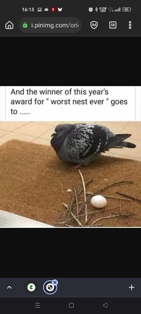 Screenshot von einem klassischen Meme: Zehn schmale Halme oder Zweige liegen unordentlich um ein Ei. Daneben steht eine aufgeplusterte Taube. Bildbeschreibung: "and the winner of this year's award for "worst nest ever", goes to ...."