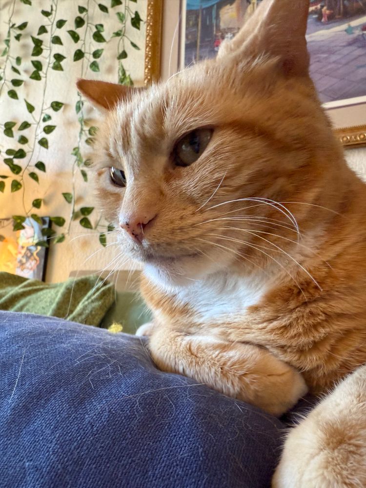 An orange cat sitting on a blue pillow looking skeptically at the camera