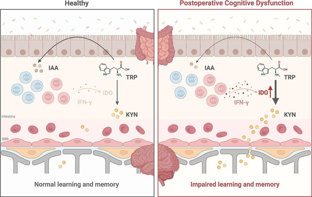 https://www.mucosalimmunology.org/article/S1933-0219%2824%2900095-3/fulltext 