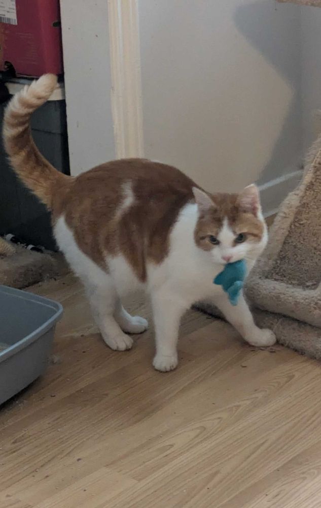 An orange and white cat with a particularly angry-looking face holds a little stuffed whale in her mouth.