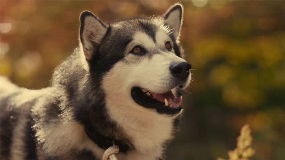 a close up of a husky dog looking up