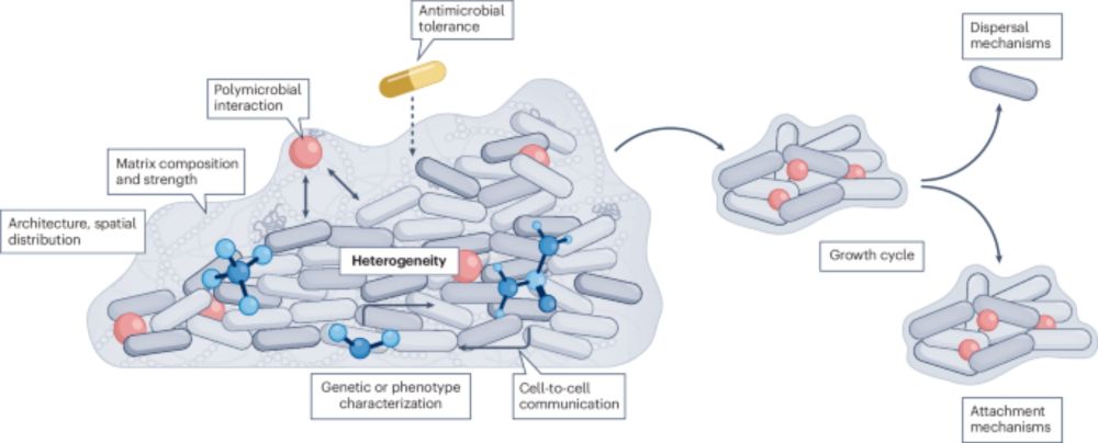 Towards improved biofilm models - Nature Reviews Microbiology