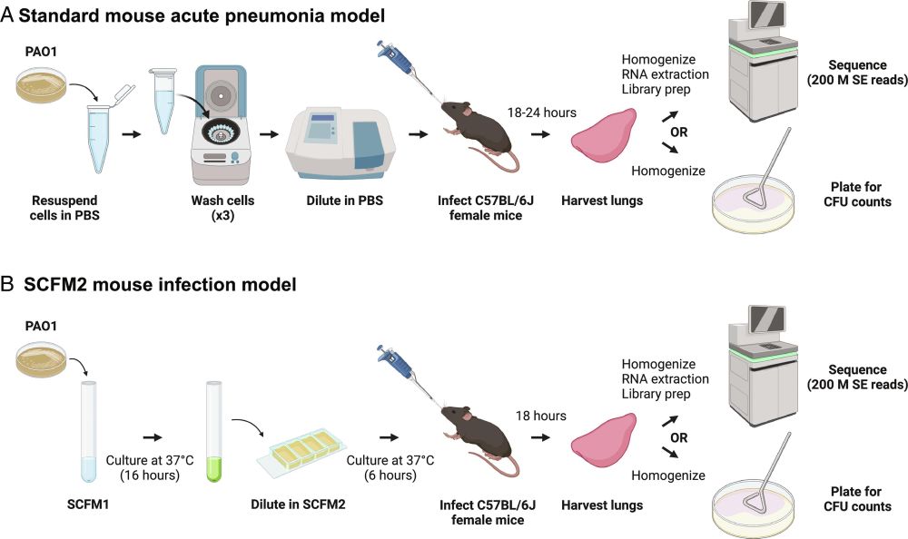 Improvement of a mouse infection model to capture Pseudomonas aeruginosa chronic physiology in cystic fibrosis | PNAS