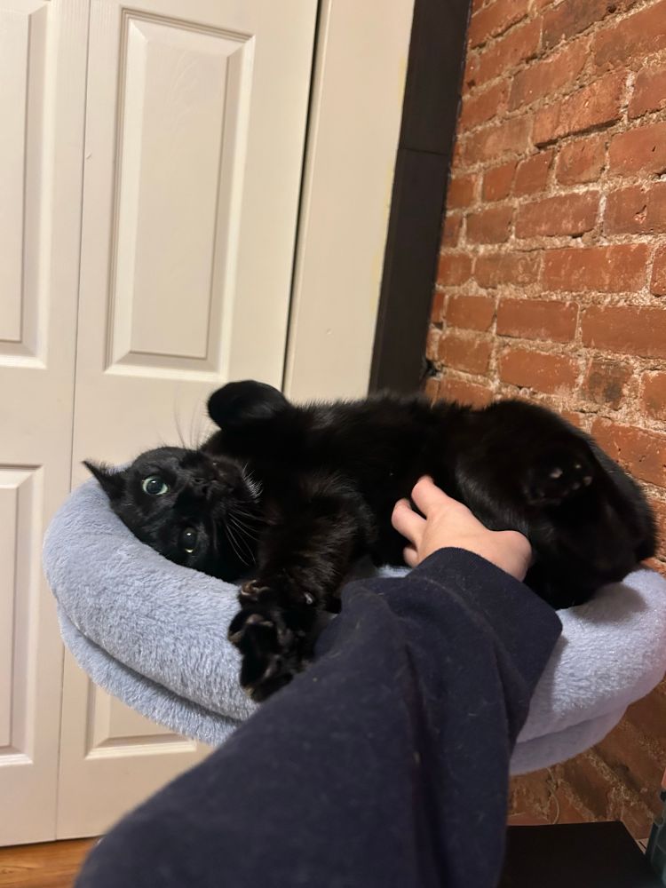 A black cat lies belly up in a bed mounted to a desk while getting tummy rubs