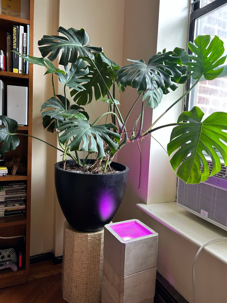A monstera sits on a stand with a concrete light fixture in front 