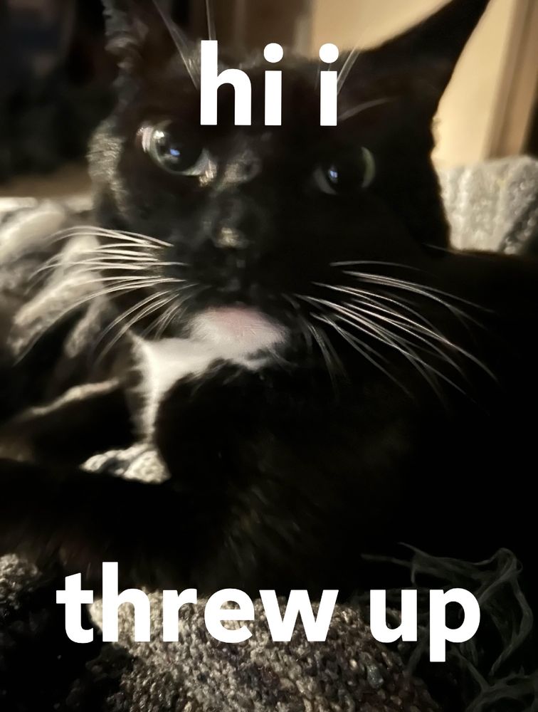 Blurry image of a cat laying down and staring at the viewer. Text on the image says “Hi I threw up.” Text is separated between the top and bottom for comedic effect. 