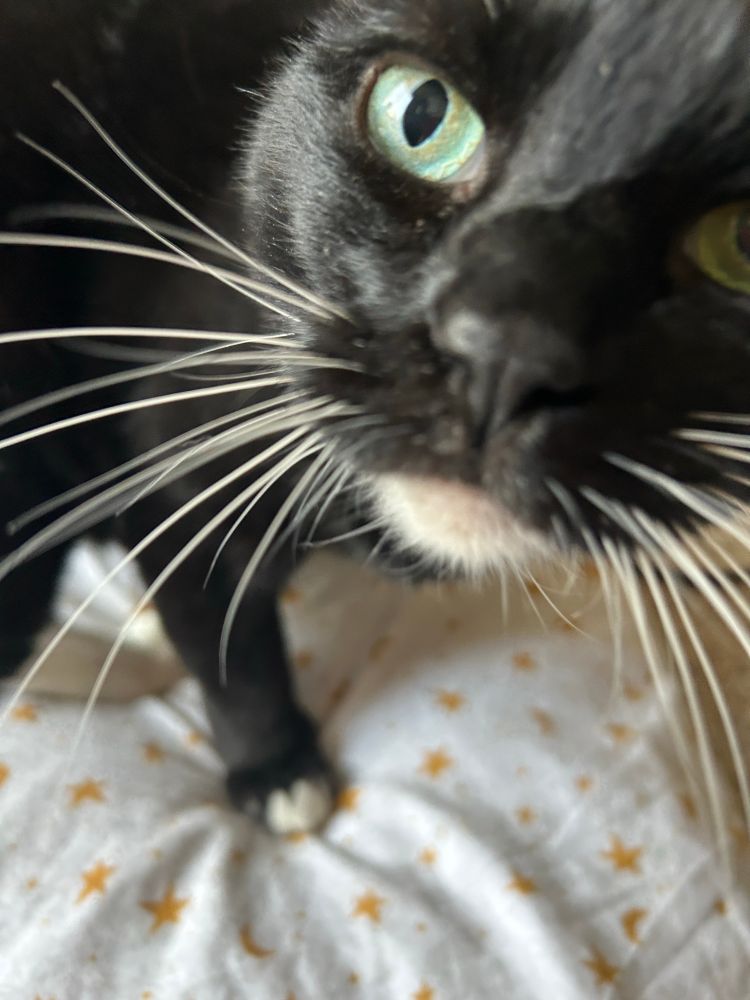 A black and white tuxedo cat looking inquisitively with large green eyes way too close to the camera. The cat is badly out of focus, with only one green eye in focus.