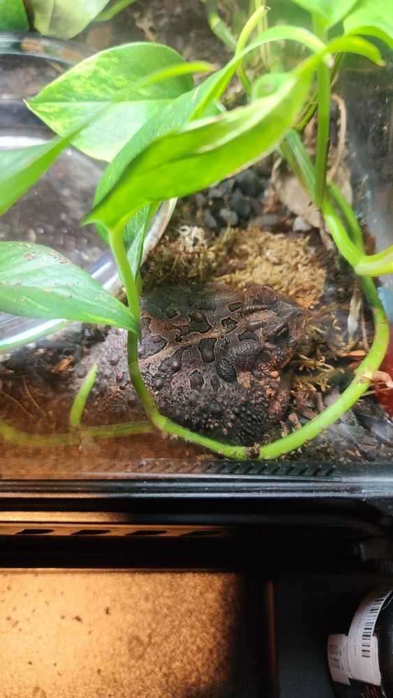 A very round red brown toad snoozes on a bed of moss and pothos