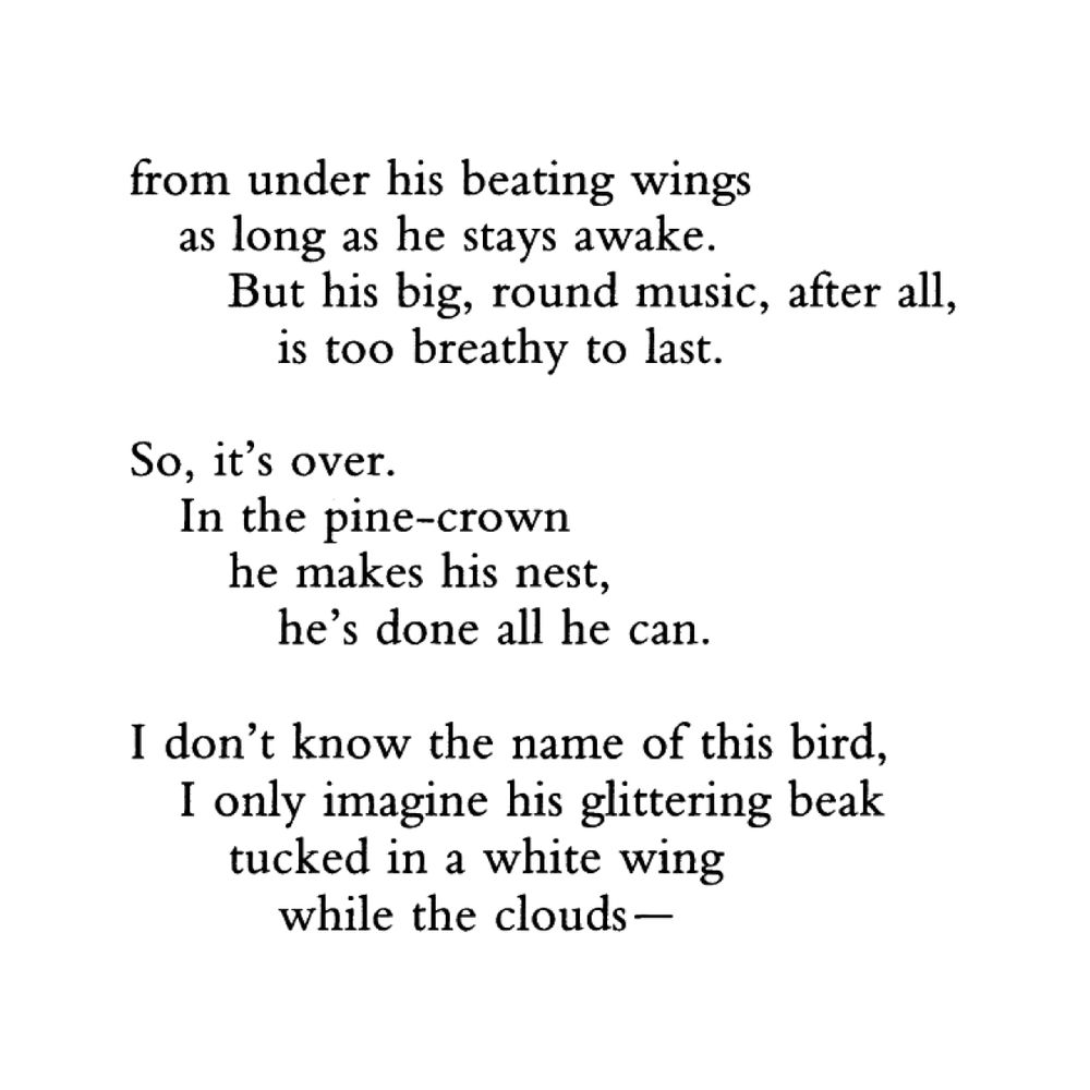 from under his beating wings
    as long as he stays awake.
         But his big, round music, after all,
             is too breathy to last.

So, it's over.
    In the pine-crown
         he makes his nest,
             he's done all he can.

I don't know the name of this bird,
    I only imagine his glittering beak
         tucked in a white wing
             while the clouds—
