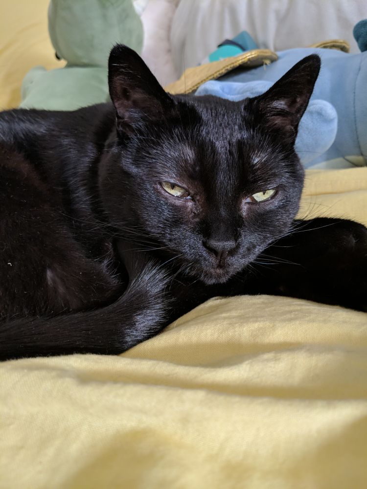 a soft black cat gazes disinterestedly at the camera.